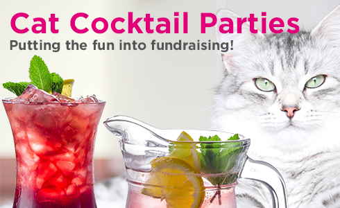 Cat Cocktail Parties with iCatCare