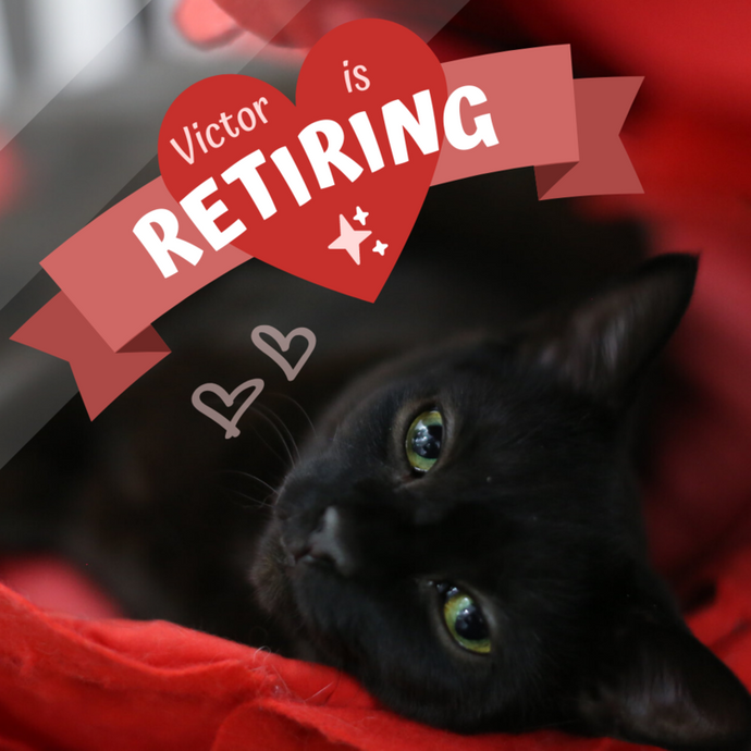 Farewell to Victor: The Most Special Cat We Know