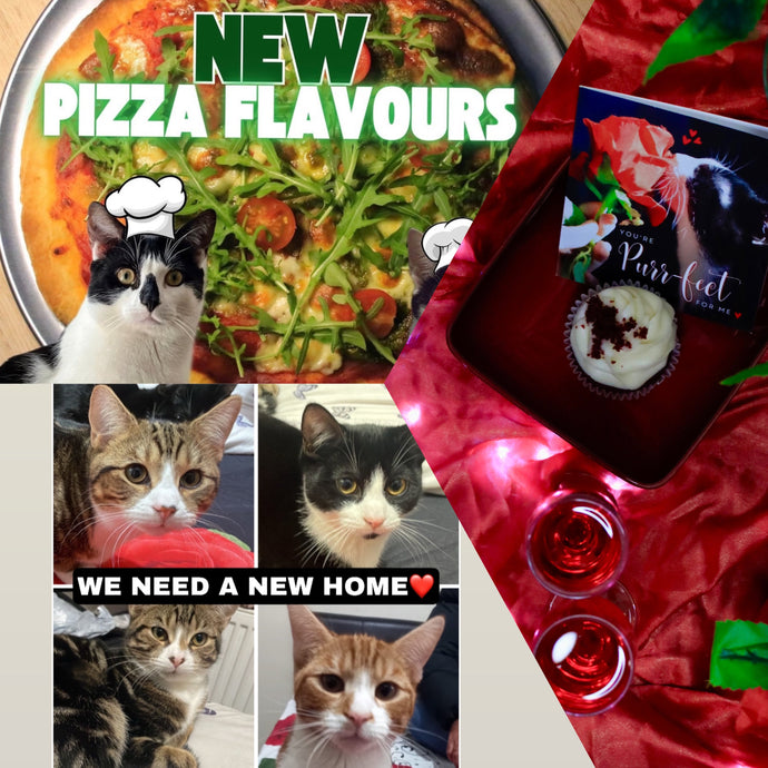 Kittens for Adoption, New Pizza Flavours + Valentines Day at Lady Dinah's!