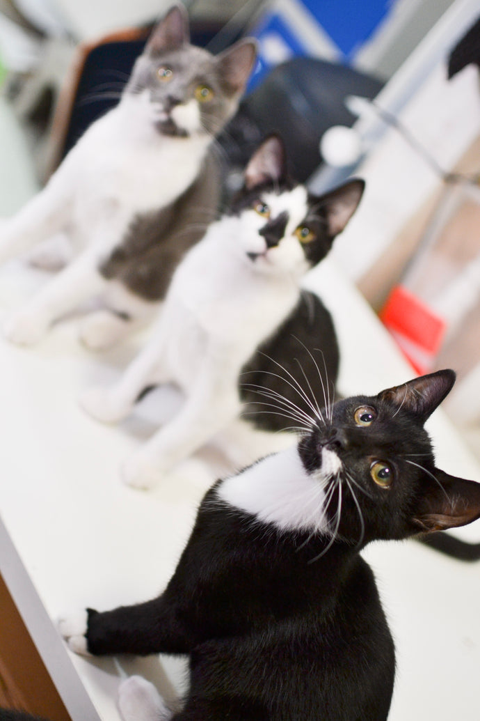 Lady Dinah's Kitten Emporium! Kittens Arrive at London's Original Cat Café ❤️